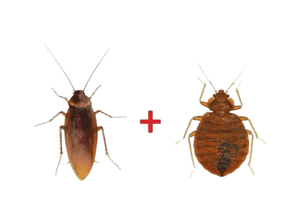 обработка от клопов